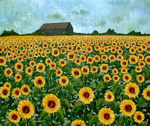 A sunflower farm in Quebec